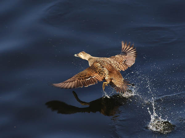 Haahka, Common Eider, Somateria mollissima